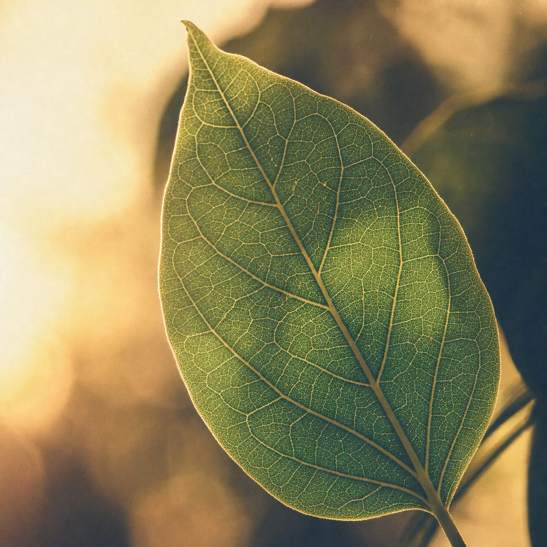 A single green leaf backlit by golden light, its veins glowing, organic and forward-looking.
